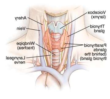 Parathyroid Gland Illustration