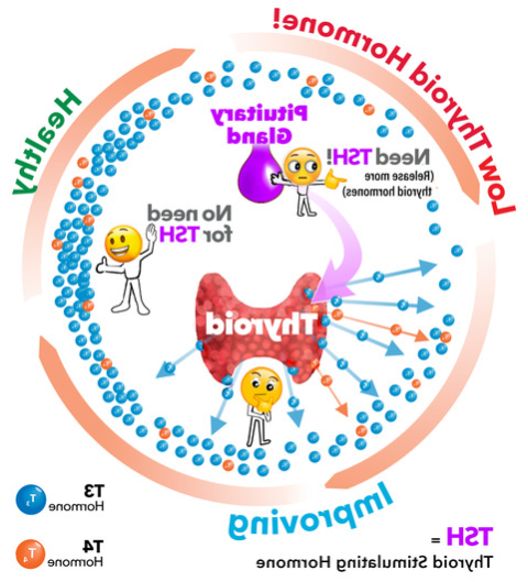 Thyroid Hormone Levels